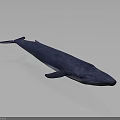 Blue Whale Model Displayed On Gray Background With Realistic Details 3d model