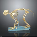 Animal Skeleton Organ Model Display with Detailed Bone Structure on Blue Base Stand 3d model