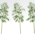 Three Bamboo Plants With Green Leaves And Bamboo Stalks On White Background