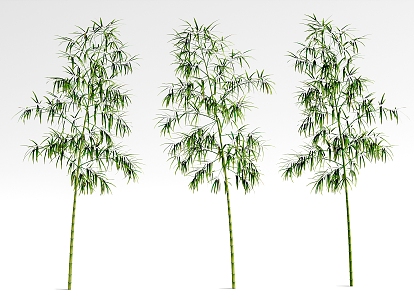 bamboo green plant 3d model