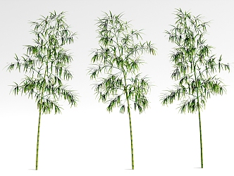 bamboo green plant 3d model