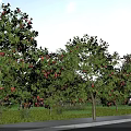 Lush Garden Landscape Featuring Apple Trees With Red Fruits Green Grass And Sidewalk Pathway