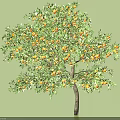 Healthy Arbor With Lush Green Foliage And Abundant Ripe Orange Fruits