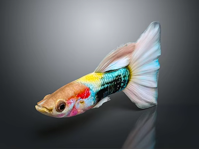 Colorful Guppy Fish With Vibrant Body Colors And Long Flowing Tail On Shiny Surface 3d model