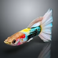 Colorful Guppy Fish With Vibrant Body Colors And Long Flowing Tail On Shiny Surface