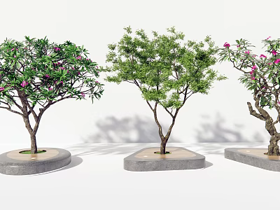 Trees with Thick Trunks Lush Green Leaves Pink Flowers and Concrete Bases on White Background 3d model