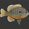 Vibrant Colorful Fish With Blue Orange Patterns And Bright Fins On Dark Background