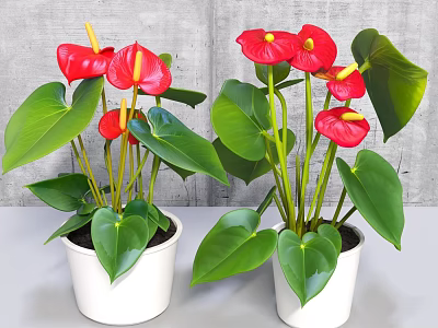 Indoor Potted Anthurium Plants With Red Flowers Green Leaves White Pots 3d model