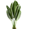 Potted Plants with Large Green Leaves in Concrete Pots for Home Decoration