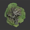 Natural Wooden Tree Stump Decor With Exposed Roots And Green Base