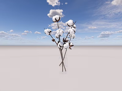 Beautiful Cotton Bouquet In Glass Vase Against Blue Sky With White Clouds 3d model
