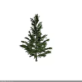 Tall Evergreen Arbor With Lush Green Foliage And Slender Trunk Isolated On Dark Background