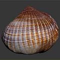Colorful Marine Clam Shell With Red Orange Striped Texture On Dark Surface
