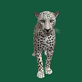 Full Body Spotted Leopard With Detailed Fur Pattern Standing On Green Background 3d model