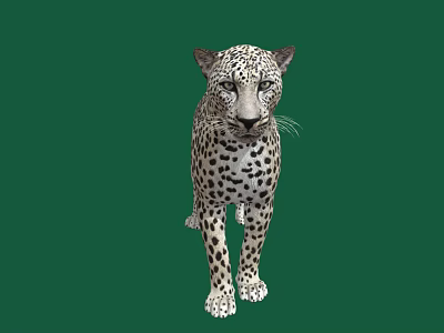 Modern Leopard Arabian Leopard 3d model