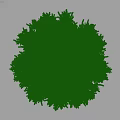 Evergreen Arbor Trees With Lush Green Foliage And Dense Branches