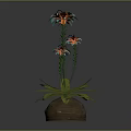 Indoor Plant With Lush Green Leaves And Colorful Flowers In Brown Ceramic Pot