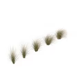Ornamental Grasses With Green And Beige Feathery Leaves For Garden Decoration