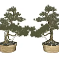 Two Decorative Bonsai Pine Trees In Light Colored Ceramic Pots 3d model