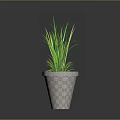 Decorative Green Potted Plant With Long Leaves In Checkered Pattern Pot