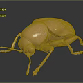 Shiny Golden Metallic Beetle with Reflection on Dark Background Close Up 3d model