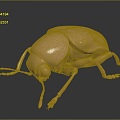 Modern Beetle Golden Flower Beetle Beetle Scarab 3d model