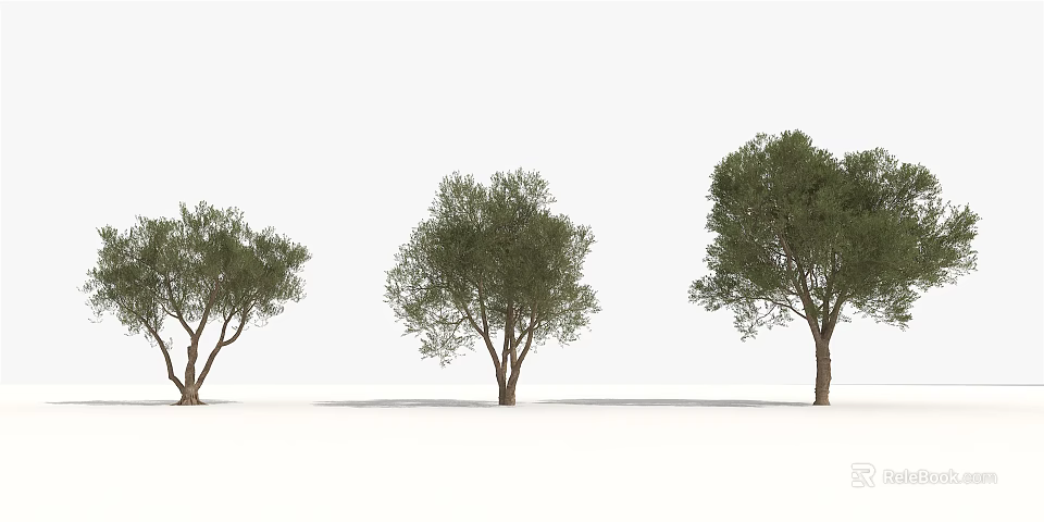 Three Trees With Green Leaves And Brown Trunks On White Background 3d model