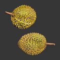 Two Fresh Durian Fruits With Spiky Yellow Exterior On Dark Reflective Surface