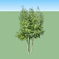 Lush Green Arbor Trees With Multiple Trunks And Dense Foliage 3d model