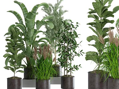 Various Bonsai Potted Plants With Different Green Leaves In Stylish Dark Pots For Home Decoration 3d model