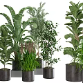 Various Bonsai Potted Plants With Different Green Leaves In Stylish Dark Pots For Home Decoration