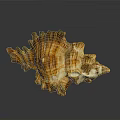 Intricate Brown And White Striped Conch Shell With Textured Spiral Structure On Dark Reflective Surface