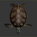 Colorful Sea Turtle With Green Yellow Patterned Head And Red Brown Shell 3d model