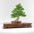 Modern Bonsai Bonsai Welcome Pine 3d model