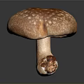 Fresh Brown Mushroom with White Spotted Cap and White Stem on Dark Background
