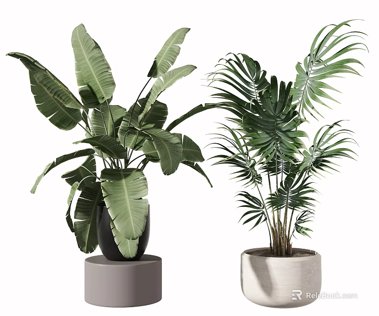 Indoor Potted Plants with Banana and Palm Leaves in Black White Pots on Gray Stand 3d model 
