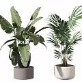 Indoor Potted Plants with Banana and Palm Leaves in Black White Pots on Gray Stand