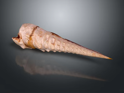 Detailed Spiral Organ With Hair Like Texture And Smooth Light Brown Surface 3d model