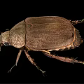 Brown Winged Flying Beetle with Hard Exoskeleton Detailed View on Black Background