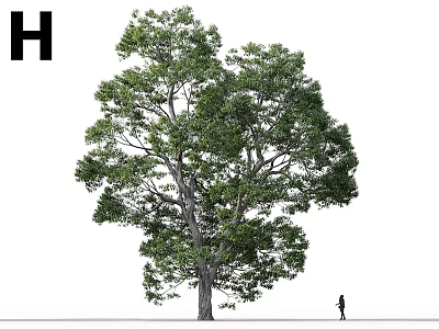 Tall Arbor With Lush Green Foliage Thick Trunk And Human Figure For Scale Reference 3d model
