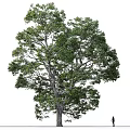 Tall Arbor With Lush Green Foliage Thick Trunk And Human Figure For Scale Reference 3d model