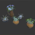 Various Green Plants in Terracotta Pots with Blue Purple and White Flowers