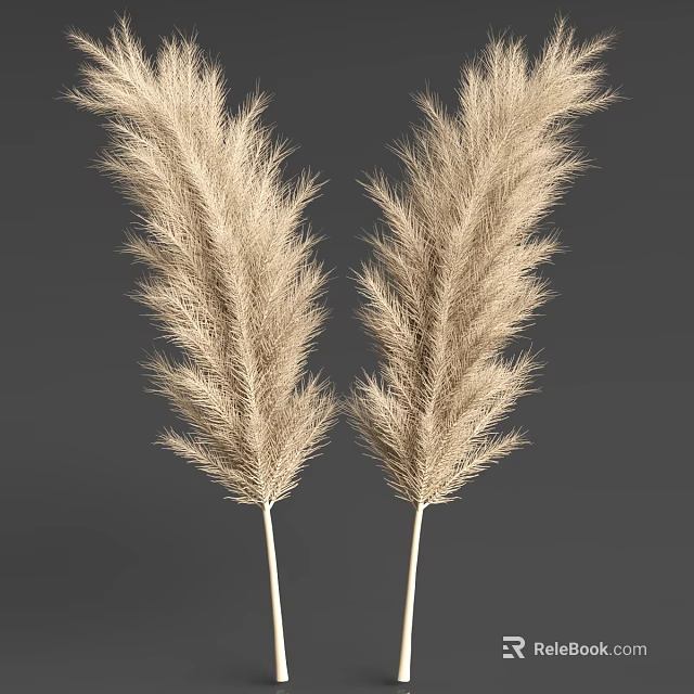 Decorative Feathery Light Colored Pampas Grass Two Bunches on Dark Gray Background 3d model 