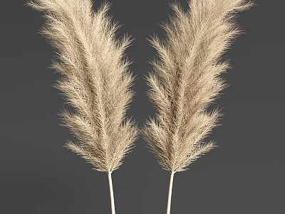 Decorative Feathery Light Colored Pampas Grass Two Bunches on Dark Gray Background 3d model