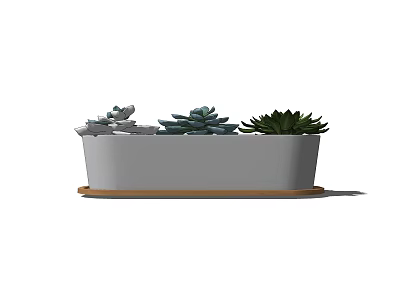 Various Succulent Plants in Rectangular White Planter with Wooden Base for Indoor Decor 3d model