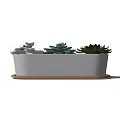 Various Succulent Plants in Rectangular White Planter with Wooden Base for Indoor Decor