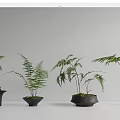Stylish Bonsai Potted Plants With Various Fern Types In Black Pots