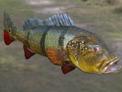 Colorful Tropical Freshwater Fish With Green Yellow Body Black Stripes Red Fins And Red Eyes 3d model