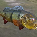 Colorful Tropical Freshwater Fish With Green Yellow Body Black Stripes Red Fins And Red Eyes