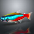 Vibrant Colorful Fish With Blue Red Green Stripes Shiny Body And Reflection